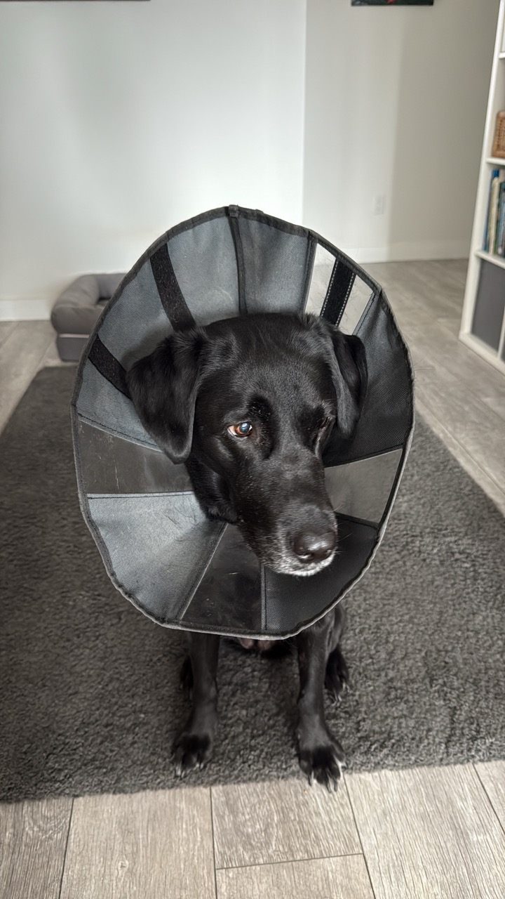 Pepper the Labrador